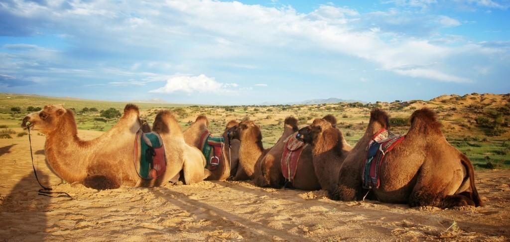 Majestic Gobi Tour Operator And Guest House Oulan-Bator Extérieur photo